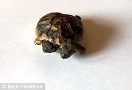 'Quái vật' rùa hai đầu xuất hiện ở Đan Mạch