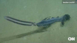 Phát hiện sinh vật kỳ dị chưa từng thấy dưới đáy đại dương