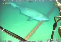 Video cận cảnh cá mập cắn cáp quang biển