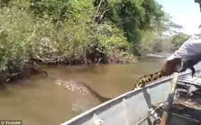 Clip: Trăn khổng lồ bị nắm đuôi, chơi đùa trên sông