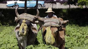 Cuba nhờ Việt Nam giúp tạo ra 'chị Hai năm tấn'
