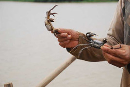 Kỳ thú chuyện săn đặc sản ‘tám cẳng hai càng’ dưới sông lớn