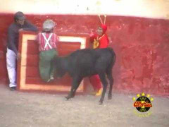 Clip: Màn đấu bò tót vừa kịch tính vừa hài hước