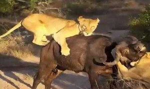 Clip: Trâu rừng húc sư tử văng lên không trung
