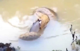 Video: Trăn 'khủng' cướp cá của người đi câu