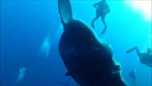 Clip: Cá mặt trăng khổng lồ to như khinh khí cầu