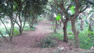 Tranh chấp đất chùa Mía: UBND xã đã làm sai luật?