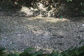 Ai đang giết những 'lá phổi xanh' ở Hà Nội?