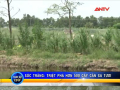Lập trang trại cần sa để nuôi... gia cầm