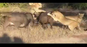 Trâu rừng đại chiến sư tử cứu đồng loại