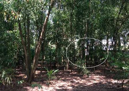 Hai mẹ con treo cổ chết giữa rừng