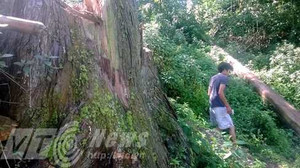 Hai ‘cây ướp xác’ khổng lồ trên Tây Côn Lĩnh biến mất thế nào?