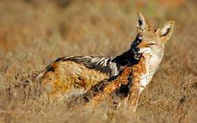 Chó rừng ma mãnh bắt đàn lợn con trước mắt lợn rừng mẹ