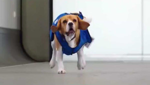 Clip: Chú chó 'làm nghề' tìm đồ thất lạc tại sân bay