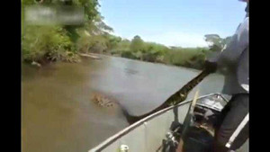 Kinh hãi cảnh đánh vật với trăn khổng lồ trên sông
