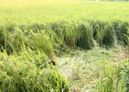 Dây điện 220 KV rơi xuống ruộng, giật chết 1 nông dân