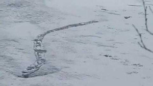 Clip: Sâu quái vật khổng lồ xuất hiện trên dòng sông băng