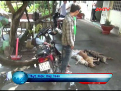 TP.HCM: Trộm chó dùng súng bắn người truy đuổi