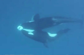 Video: Cá voi sát thủ hạ gục cá mập