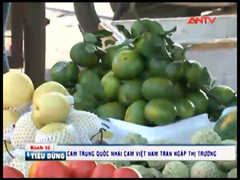 Cam Trung Quốc 'đội lốt' cam Hà Giang tấn công thị trường