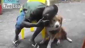 Ép chó chụp ảnh cùng, bị cắn vào mặt