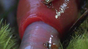 Clip: Đỉa nuốt chửng giun 'khủng' ngoạn mục
