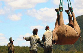 Video: Di tản 500 con tê giác bằng trực thăng