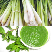 Lợi ích bất ngờ từ cây sả: Chống ung thư, giải độc