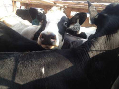 400 con bò sữa mang thai cao sản đi chuyên cơ về Việt Nam