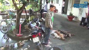Clip: Trộm chó rải ớt bột, bắn súng điện người truy đuổi