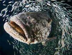 Bắt được cá mú khổng lồ đột biến nặng hơn 400kg