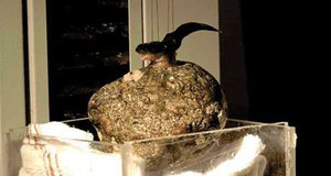 Sửng sốt cá Clingfish tí hon nhấc vật nặng hơn trăm lần cơ thể