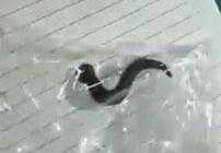 Đỉa dài 10cm sống ký sinh hơn 1 tháng trong thanh quản bệnh nhi