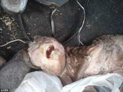 Chú dê kỳ dị có khuôn mặt giống người