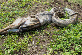 Clip: Trăn 'tự nguyện' nhả mồi đang nuốt trong bụng