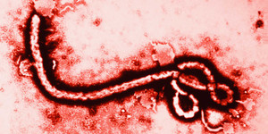 Thái Lan tuyên bố tìm được thuốc chữa Ebola
