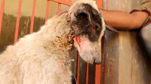 Xúc động clip cứu chú chó bị chủ hành hạ dã man