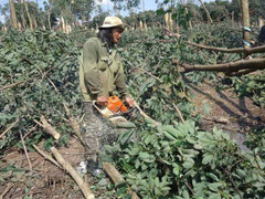 Lốc xoáy quật đổ gần 100 ha cao su, người dân ngất xỉu