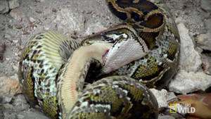 Kinh hoàng trăn đói ăn thịt cả đồng loại