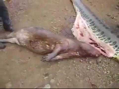 Clip: Mổ bụng trăn khổng lồ lôi ra một con thú lớn