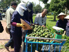 Xe chở cam mất phanh, cụ già nhanh trí 'giải cứu' người đi đường