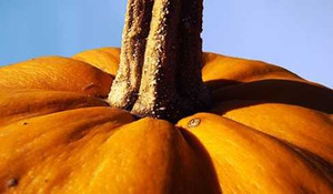 Nông dân trồng được quả bí đỏ nặng gần một tấn