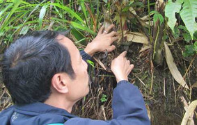 Kỳ lạ loài cỏ phát sáng trong đêm giá 100 triệu đồng/kg