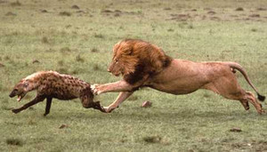 Cả gan chọc tức sư tử, linh cẩu nếm trái đắng