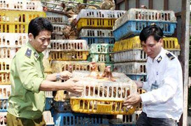 Clip: Gà Trung Quốc lại ồ ạt tràn vào Việt Nam