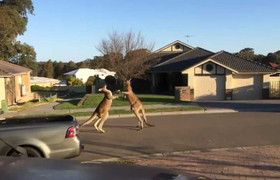 Kangaroo tung chưởng đánh nhau như võ sĩ trên phố