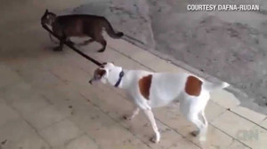 Hài hước clip mèo dắt chó đi chơi