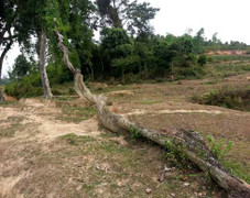 ‘Thần dược’ kỳ quái nửa đứng nửa bò 'khắc tinh' của tiêu chảy