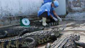 Thương lái Trung Quốc thu gom cá sấu bất thường