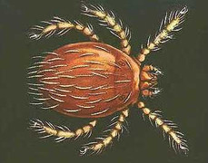 Đi phượt, picnic: Cẩn thận ấu trùng mò đốt mà tử vong